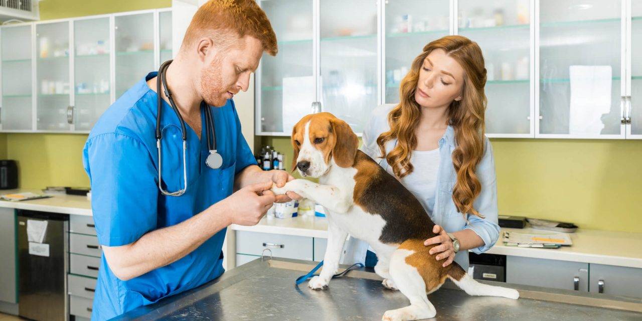 contabilidade para clínicas veterinárias