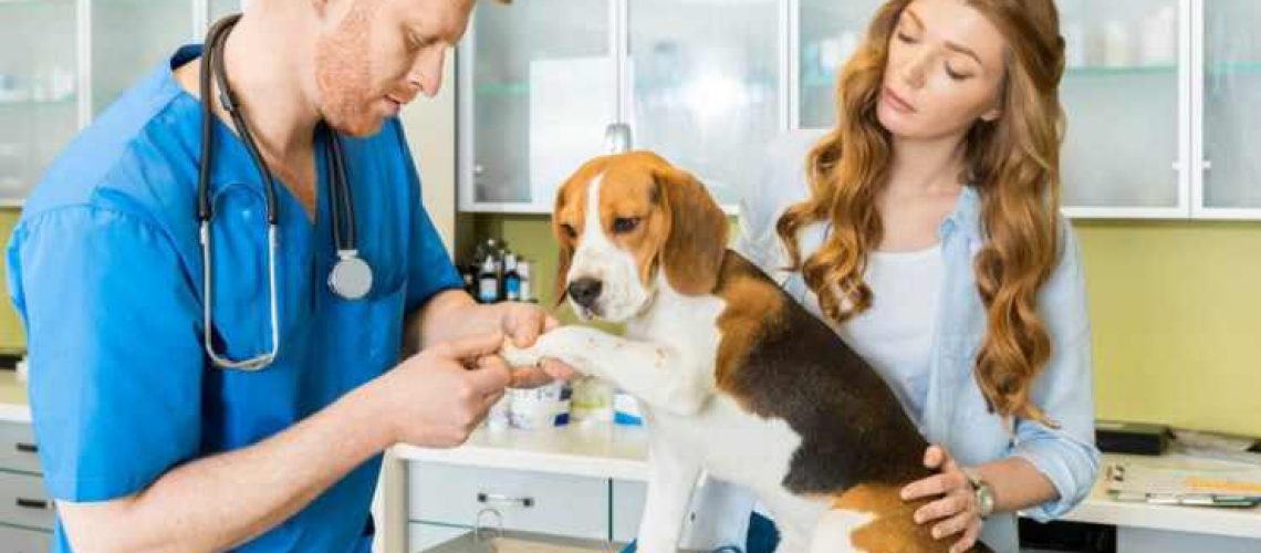 contabilidade-para-clínicas-veterinárias